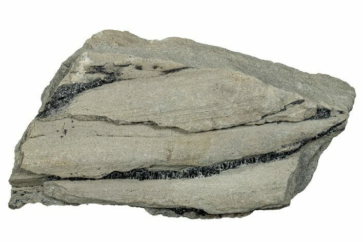 Pennsylvanian Horsetail (Calamites) Pith Cast - Kentucky #258804